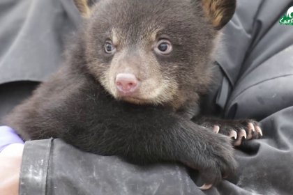 VIDÉO Naissance de deux oursons noirs, Dakota et Carolina à Rhodes