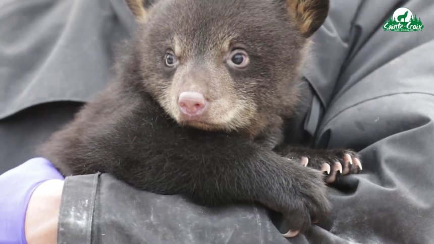 VIDÉO Naissance de deux oursons noirs, Dakota et Carolina à Rhodes