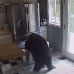 VIDEO L'incroyable intrusion d'un ours dans une maison pour voler des lasagnes