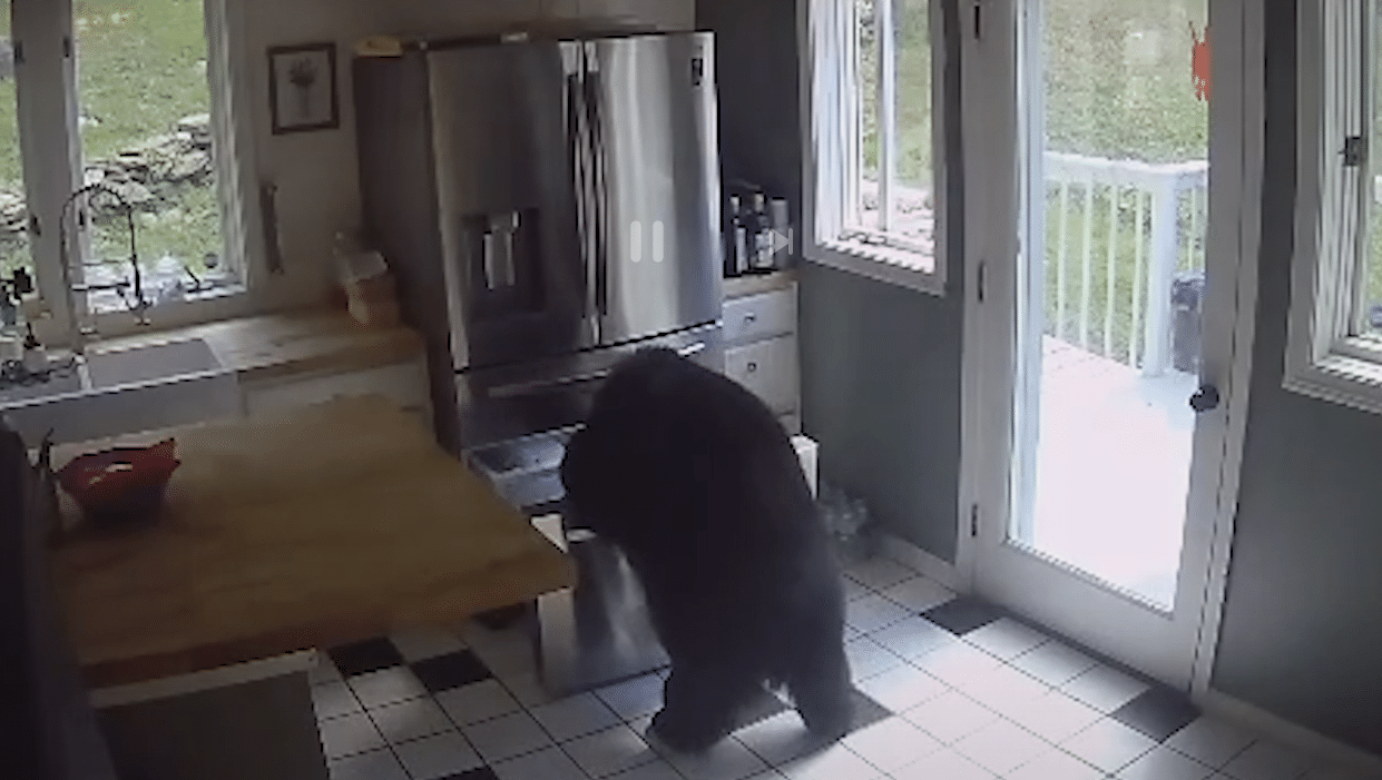 VIDEO L'incroyable intrusion d'un ours dans une maison pour voler des lasagnes