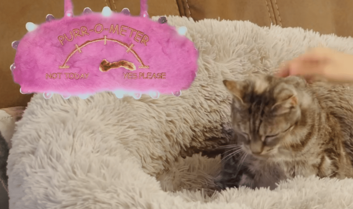 VIDEO Nouveau record mondial : une chatte britannique détrône ses rivaux avec un ronronnement à 54.59 décibels