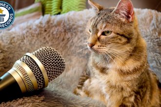 VIDEO Nouveau record mondial : une chatte britannique détrône ses rivaux avec un ronronnement à 54.59 décibels