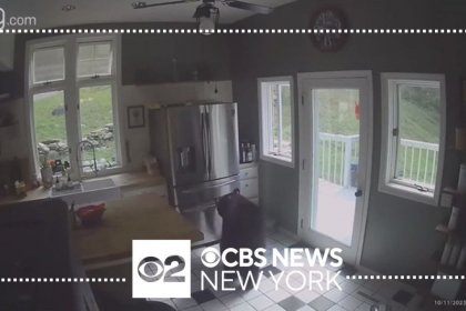 VIDEO L&rsquo;incroyable intrusion d&rsquo;un ours dans une maison pour voler des lasagnes