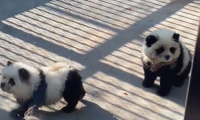VIDÉO Un zoo chinois peint des chiens pour ressembler à des pandas et suscite la controverse