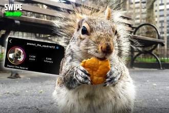 États-Unis : Star d&rsquo;Instagram, Peanut l&rsquo;écureuil, euthanasié par les autorités new-yorkaises