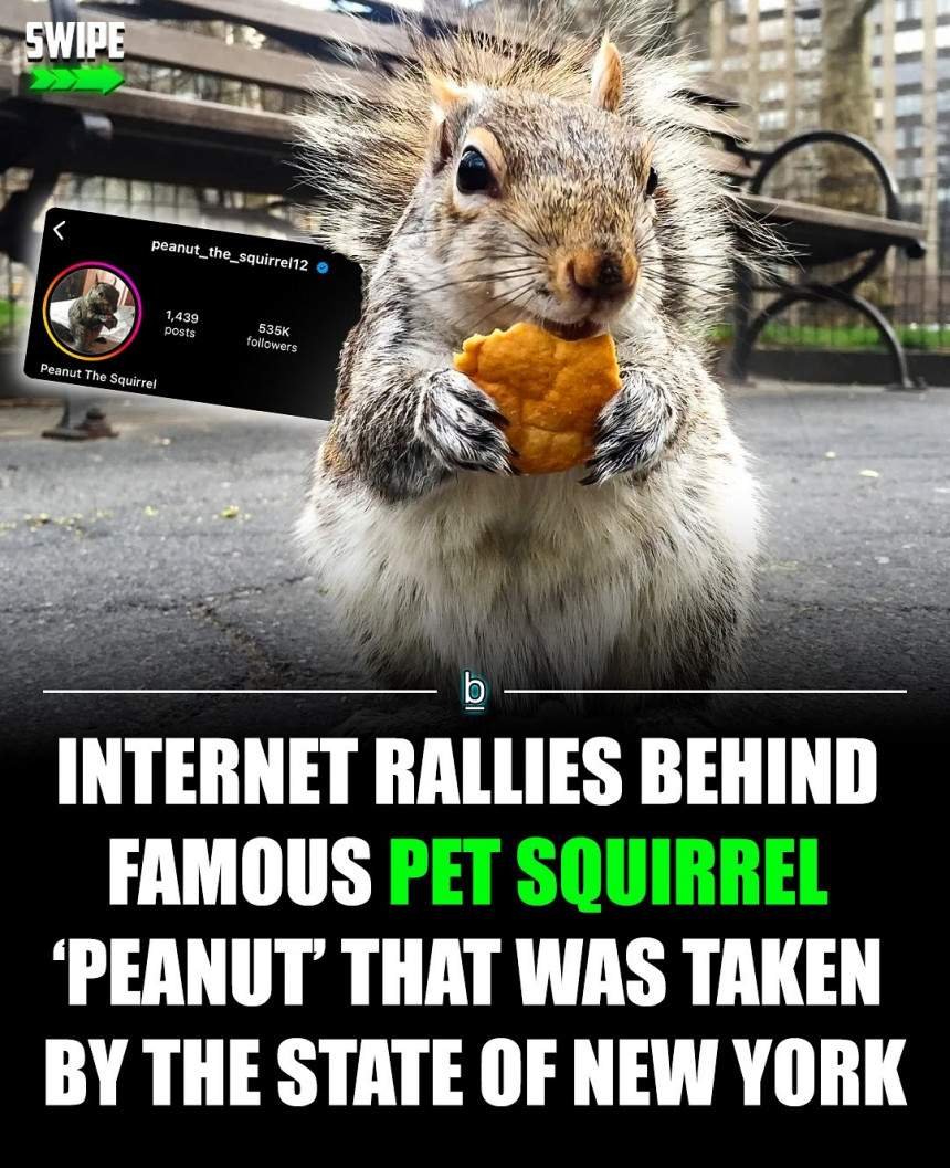 États-Unis : Star d&rsquo;Instagram, Peanut l&rsquo;écureuil, euthanasié par les autorités new-yorkaises