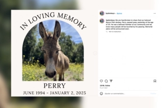 L&rsquo;âne qui a inspiré le personnage de Shrek s&rsquo;est éteint à 30 ans