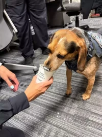 Incident dans un aéroport américain : un beagle des services douaniers agressé par un voyageur
