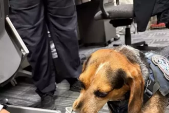 Incident dans un aéroport américain : un beagle des services douaniers agressé par un voyageur