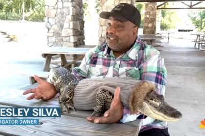 Vidéo - son alligator interdit de supermarché : il crie à l’injustice VIDÉO – Son alligator interdit de supermarché : il crie à l’injustice