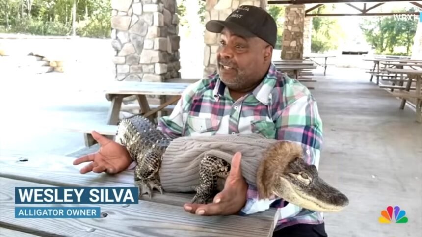 Vidéo - son alligator interdit de supermarché : il crie à l’injustice VIDÉO – Son alligator interdit de supermarché : il crie à l’injustice