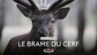 Le brame du cerf devient un phénomène inattendu sur France Télévisions