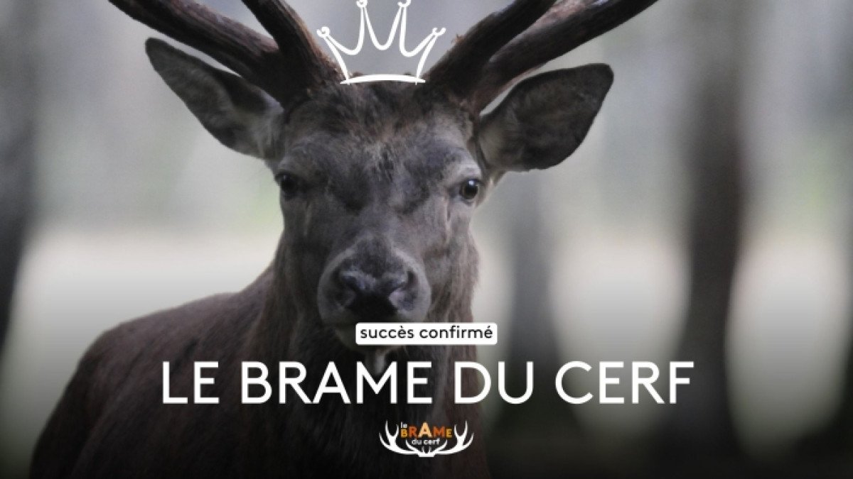 Le brame du cerf devient un phénomène inattendu sur France Télévisions
