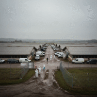 Grippe Aviaire Alerte Maximale Dans Les Elevages Des Deux Sevres Image