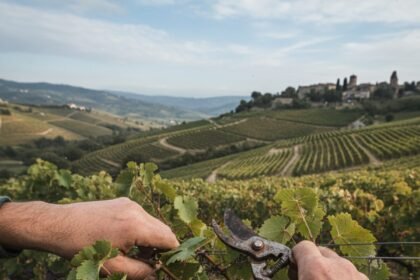 Viticulture Letat Debloque 130 Millions Deuros Pour Un Plan Darrachage Massif Image