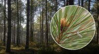 Un ver microscopique dévastateur pour les pins détecté pour la première fois en France à Seignosse