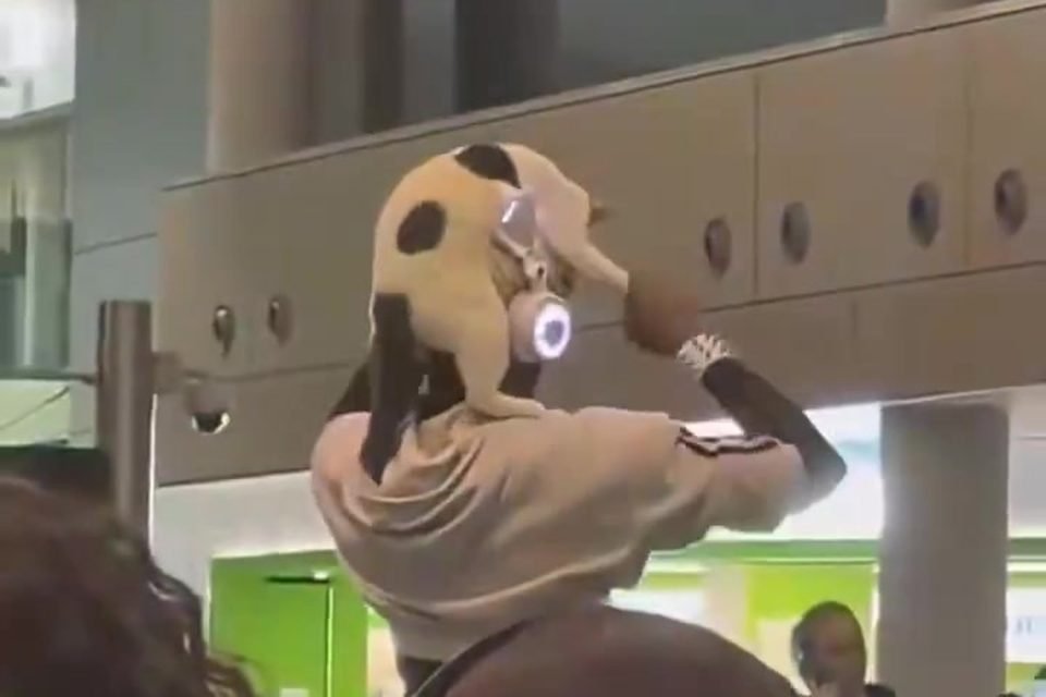 Elle porte son chat comme un chapeau pour embarquer en avion