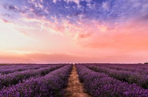 Premier week-end du printemps 2026 : nos idées sorties et bons plans en France