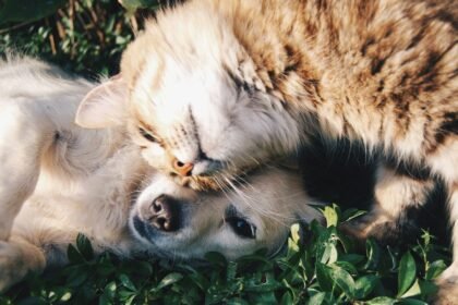 Assurer son chien ou son chat : à quel prix et avec quel assureur
