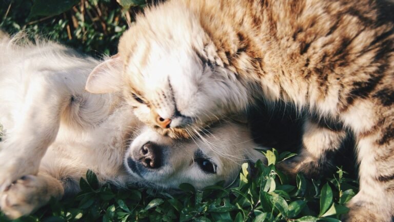 Programme tv ce soir : chien et chat sur tf1, interstellar sur arte (dimanche) Assurer son chien ou son chat : à quel prix et avec quel assureur