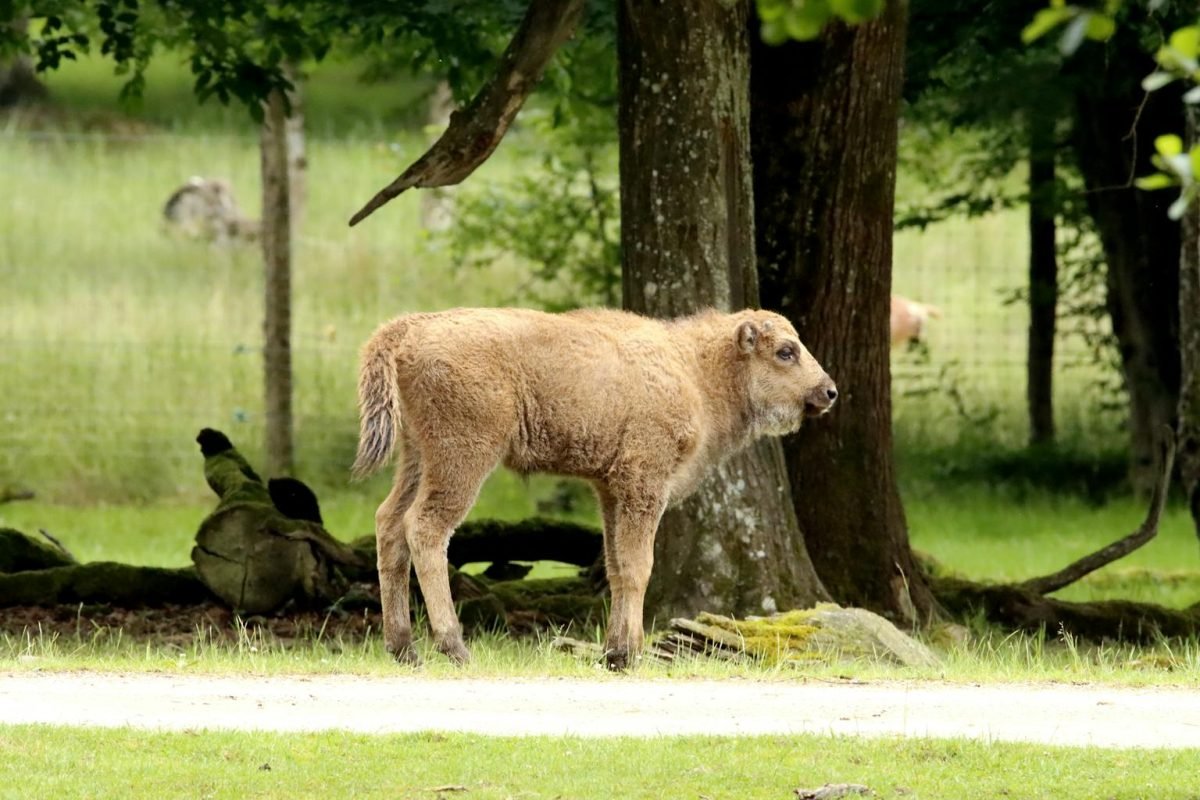Bisonneau de Lozère : choisissez son prénom avant le 23 avril