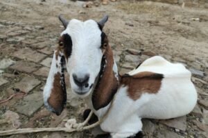 Un bouc en pleine ville charge les pompiers du Soler