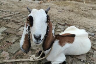 Un bouc en pleine ville charge les pompiers du Soler
