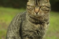 Chat voleur à Capbreton : il rapporte un poisson rouge vivant