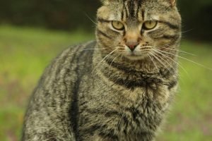 Chat voleur à Capbreton : il rapporte un poisson rouge vivant