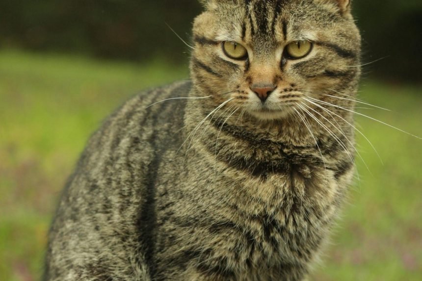 Chat voleur à Capbreton : il rapporte un poisson rouge vivant