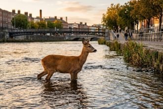 Chevreuil dans la Garonne : les pompiers le repêchent à Bordeaux