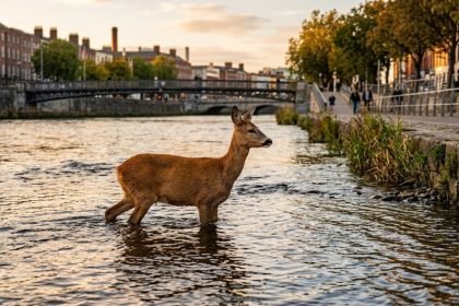 Chevreuil dans la Garonne : les pompiers le repêchent à Bordeaux