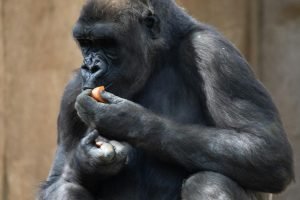 Des gorilles se régalent des fleurs d’un musée de Boston