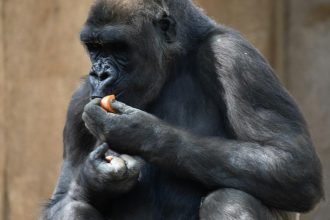 Des gorilles se régalent des fleurs d’un musée de Boston