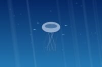 Méduses géantes d'1 mètre aperçues dans le Morbihan