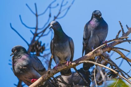 Pigeonnier contraceptif : Rennes régule ses pigeons sans les tuer