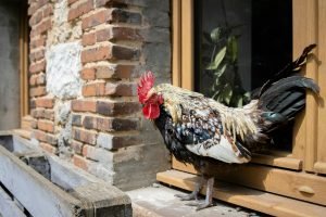 Une poule aveugle bat un record mondial à 15 ans