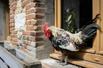 Une poule aveugle bat un record mondial à 15 ans