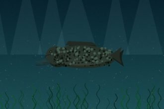 Silure géant de 2m40 sorti du Rhône près d’Avignon