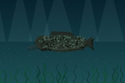 Silure géant de 2m40 sorti du Rhône près d’Avignon