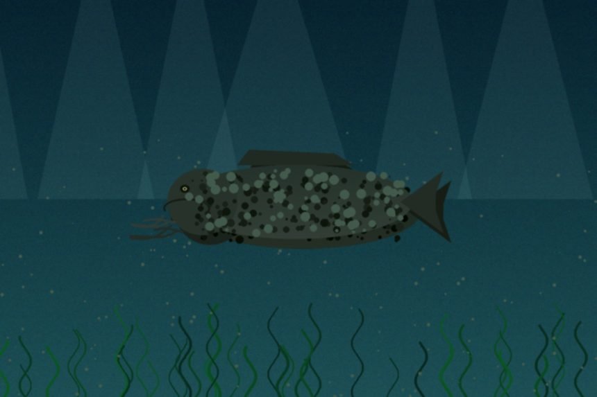 Silure géant de 2m40 sorti du Rhône près d’Avignon