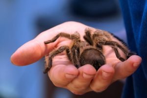 Elle oublie 20 tarantules dans un train allemand