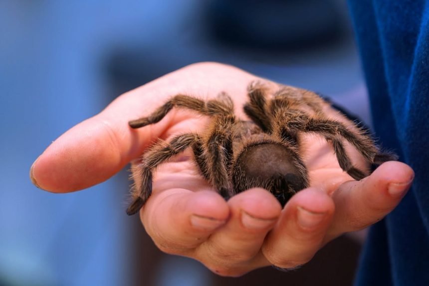 Elle oublie 20 tarantules dans un train allemand