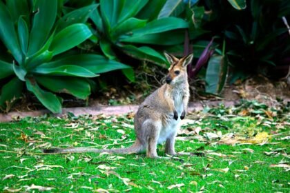 Wallaby en fuite à bou : les pompiers du loiret le rattrapent Wallaby en liberté dans une prairie verte, pompiers du Loiret en alerte