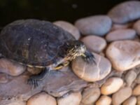 Yonne : Barnabé, tortue de 27 ans, en cavale depuis la Pentecôte