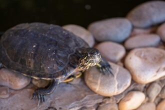 Yonne : Barnabé, tortue de 27 ans, en cavale depuis la Pentecôte