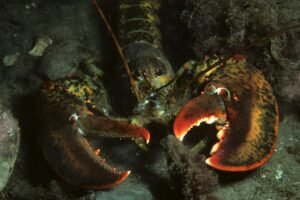 Brest : un homard bleu de 3,87 kg pêché à la balancine