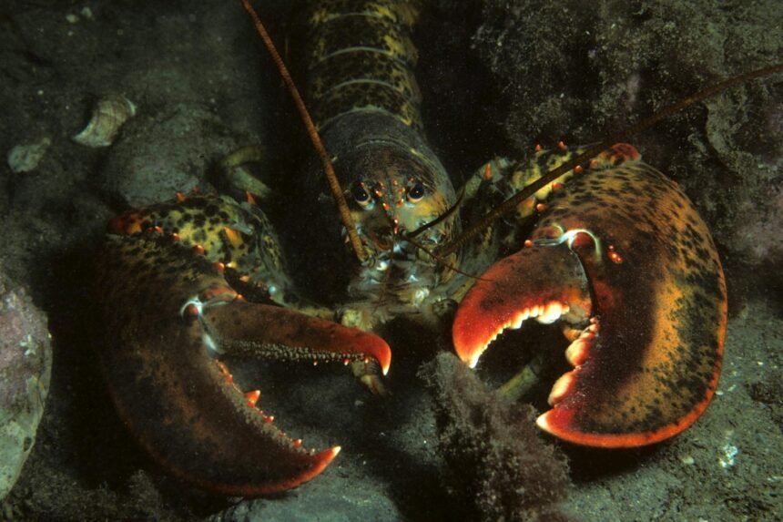 Brest : un homard bleu de 3,87 kg pêché à la balancine