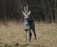 Le chevreuil ivre des gendarmes affole les médias américains