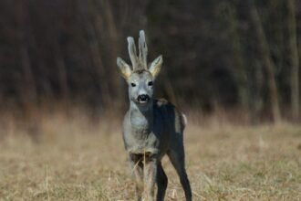 Le chevreuil ivre des gendarmes affole les médias américains